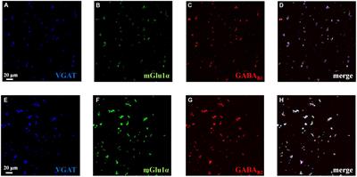 Presynaptic mGlu1 Receptors Control GABAB Receptors in an Antagonist-Like Manner in Mouse Cortical GABAergic and Glutamatergic Nerve Endings